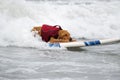 Surf Board Surfer Dog Royalty Free Stock Photo