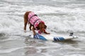 Surf Board Surfer Dog Royalty Free Stock Photo