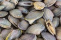 Surf clam. Royalty Free Stock Photo