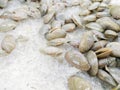 Surf clams,Clams shell or Venus shell freeze with ice in the market Royalty Free Stock Photo