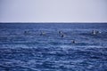 Surf school, students waiting for the first wave. Surfer on the wave. beautiful ocean wave. Water sport activity