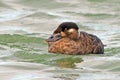 Surf Scoter