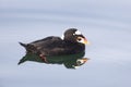 Surf Scoter bird Royalty Free Stock Photo