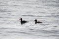 Surf scoter swmming in the ocean