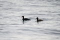 Surf scoter swmming in the ocean