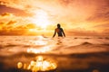 Surf woman in ocean waiting wave at sunset or sunrise. Winter surfing in ocean Royalty Free Stock Photo