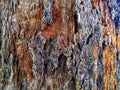 the surface of the bark of an old pine tree on the roadside path to the mountain Royalty Free Stock Photo
