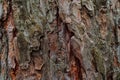 Surface of bark pine close up Royalty Free Stock Photo