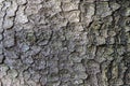 The surface of the bark of a pine tree