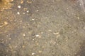 Surface of beach stone Royalty Free Stock Photo