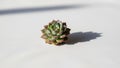 The surface beneath the succulent appears soft and untextured highlighting Royalty Free Stock Photo