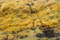 Surface of bright yellow stone with black shells.