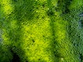 Surface of Bubble Green Moss and Shadow Spreading
