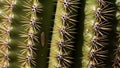 The surface of the cactus is ribbed with a smooth texture between the ribs Royalty Free Stock Photo