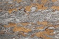 Surface of a clay mineral and fossil rich limestone of middle Triassic age from Southern Germany
