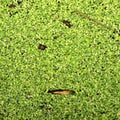 The surface is covered with green duckweed Royalty Free Stock Photo