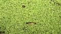 The surface is covered with green duckweed Royalty Free Stock Photo