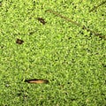 The surface is covered with green duckweed Royalty Free Stock Photo