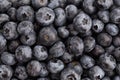 The surface is covered with a thick layer of blueberries, marsh crops. Natural background