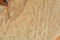 Surface of cut of oak Royalty Free Stock Photo