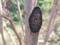 Surface of cutting branch of dried little crop