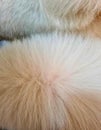 The surface of the dog fur is white and brown Royalty Free Stock Photo
