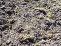 surface of dried plowed soil on vegetable garden Royalty Free Stock Photo