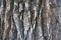 Surface of bark of black poplar Royalty Free Stock Photo