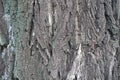 Surface of gray bark of Robinia pseudoacacia