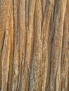 The surface of the dry wood fibers. Royalty Free Stock Photo