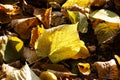 The surface of the earth, covered with yellow linden leaves in the autumn after leaf fall Royalty Free Stock Photo