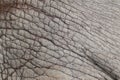 Surface of Elephant Leather skin background. Royalty Free Stock Photo