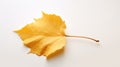 surface fall leaf on white Royalty Free Stock Photo
