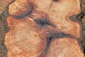 SURFACE OF FELLED TREE WITH RINGS AND CRACKS Royalty Free Stock Photo