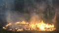 Surface fire in a pine forest Royalty Free Stock Photo