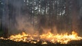 Surface fire in a pine forest Royalty Free Stock Photo
