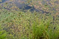 The surface of the forest lake overgrown with algae Vodokras ordinary