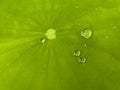 Fresh green lotus leaf with water droplets scattered.