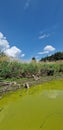 surface of freshwater reservoir with algal bloom Royalty Free Stock Photo