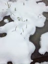 The surface of a frozen little lake