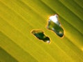 The surface of the golden green banana leaves with tear marks