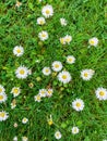 Surface of green grass with daisies seen from above.