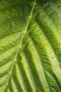 Surface green leaf with dew. Royalty Free Stock Photo