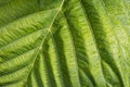 Surface green leaf with dew. Royalty Free Stock Photo