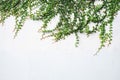 The surface of green leaves or the Ivy tree on Brick wall background white decoration wall with grunge surface texture Royalty Free Stock Photo