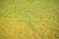 Surface Of Green Leaves Lotus Lily Water In Pond background Royalty Free Stock Photo