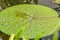 Surface Of Green Leaves Lotus Lily Water In Pond Royalty Free Stock Photo