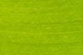 Surface of green translucent banana leaf