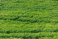 Surface of a harvested tea plantation Royalty Free Stock Photo