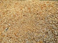 Surface of industrial sand is close, soft focus Beautiful sand pile background image